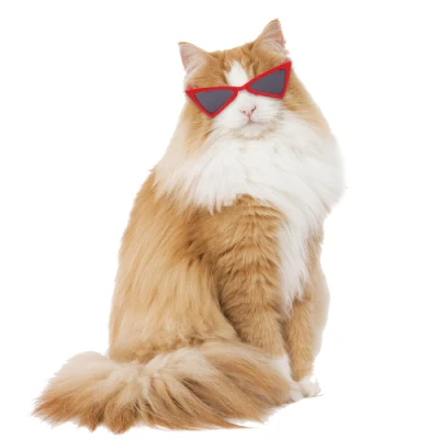 Spot Haustier Brille Katze Hund Sonnenbrille Teddy Persönlichkeit Lustige Kopfbedeckung Haustier Zubehör